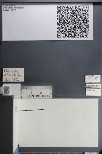 Media type: image;   Entomology 588440